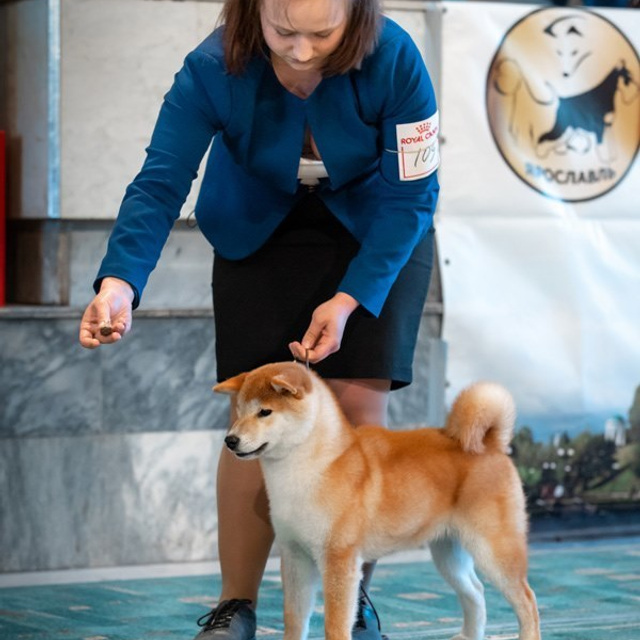 2019. SHIOMARU Shiba and Akita Inu Kennel
