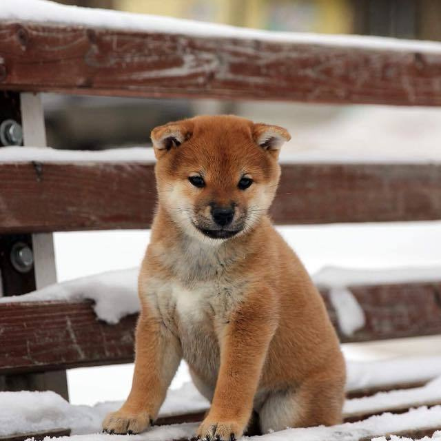 ПОМЕТ C. SHIOMARU Питомник сиба и акита-ину