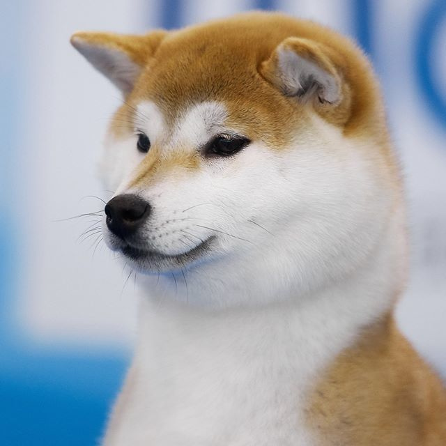 2019. SHIOMARU Shiba and Akita Inu Kennel