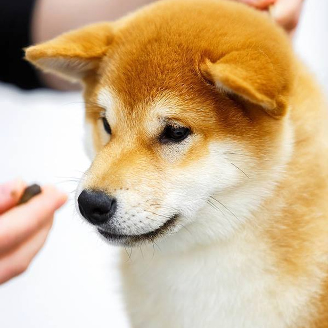 Выпускники питомника. SHIOMARU Питомник сиба и акита-ину