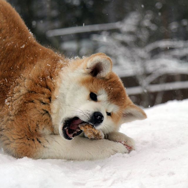 ПОМЕТ D. SHIOMARU Питомник сиба и акита-ину