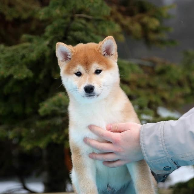 ПОМЕТ J. SHIOMARU Питомник сиба и акита-ину