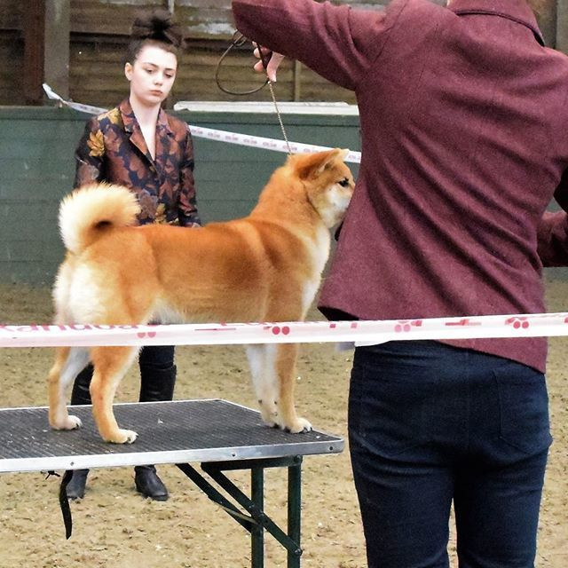 Выпускники питомника. SHIOMARU Питомник сиба и акита-ину