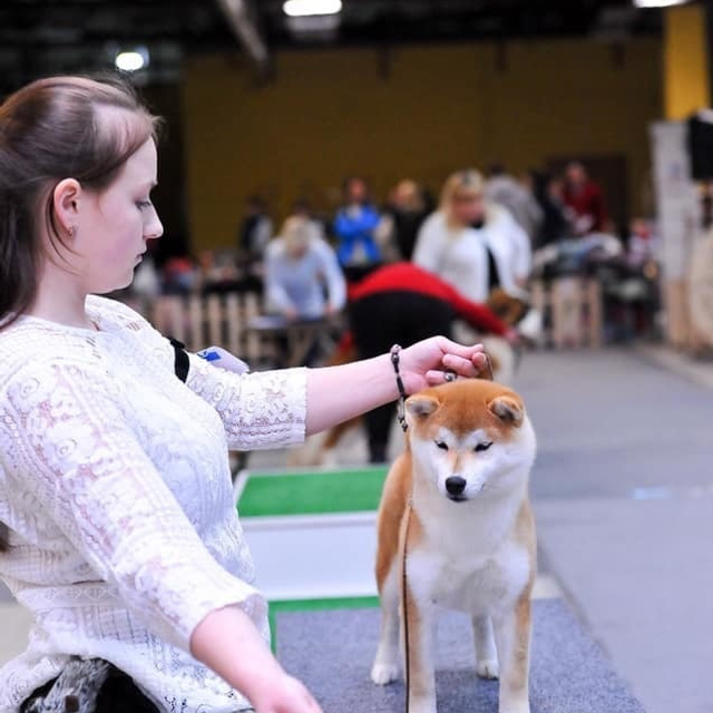 2019. SHIOMARU Shiba and Akita Inu Kennel