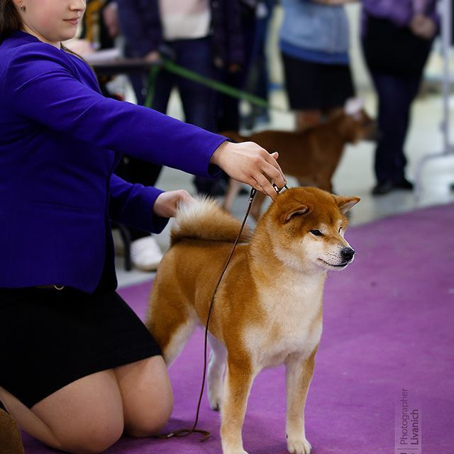 2019. SHIOMARU Shiba and Akita Inu Kennel