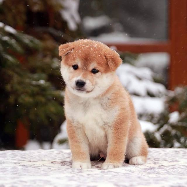 ПОМЕТ J. SHIOMARU Питомник сиба и акита-ину