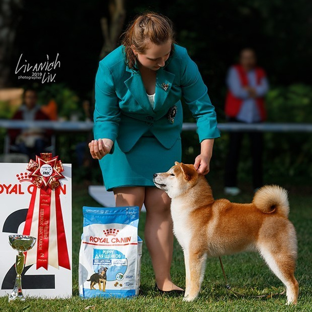 2019. SHIOMARU Shiba and Akita Inu Kennel