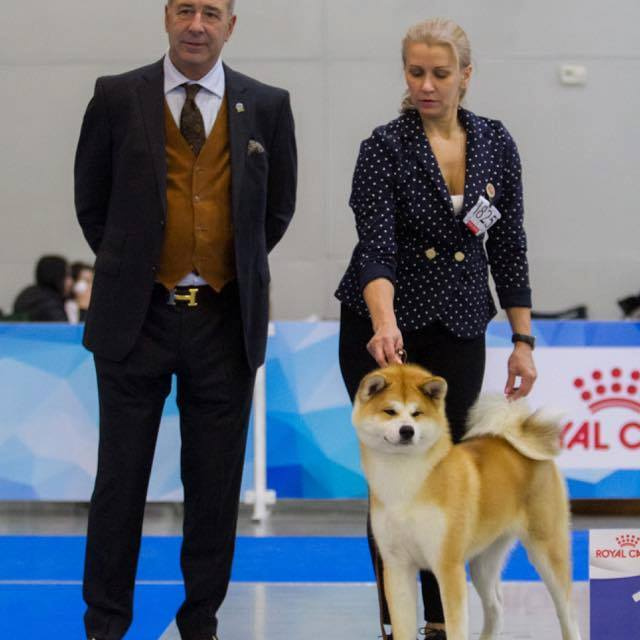 SHIOMARU KOHANA. SHIOMARU Shiba and Akita Inu Kennel