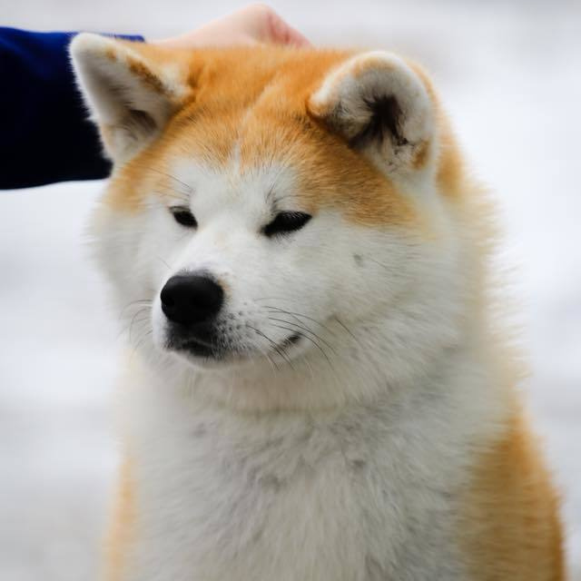 Выпускники питомника. SHIOMARU Питомник сиба и акита-ину