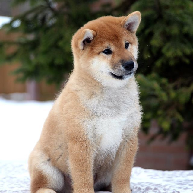ПОМЕТ J. SHIOMARU Питомник сиба и акита-ину