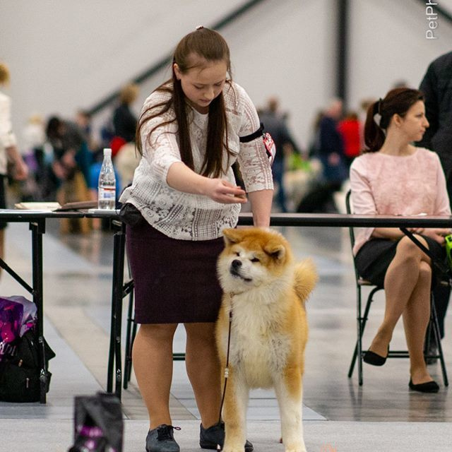 2019. SHIOMARU Shiba and Akita Inu Kennel
