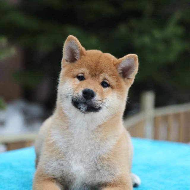 ПОМЕТ J. SHIOMARU Питомник сиба и акита-ину