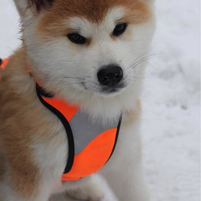 ПОМЕТ D. SHIOMARU Питомник сиба и акита-ину