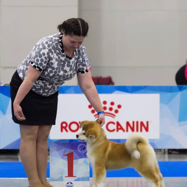 SHIOMARU KOHANA. SHIOMARU Shiba and Akita Inu Kennel