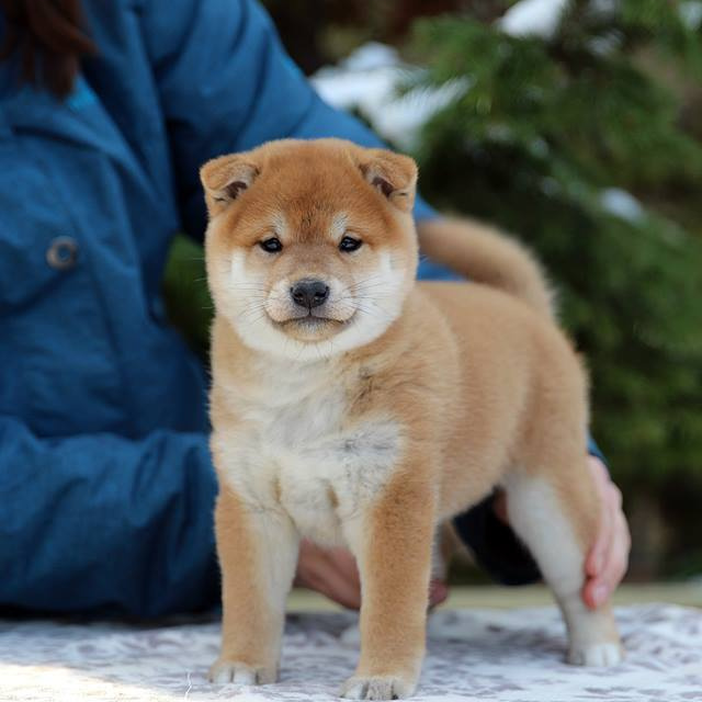 Litter L. SHIOMARU Shiba and Akita Inu Kennel