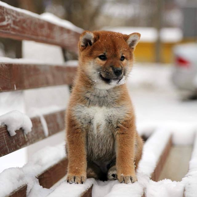 ПОМЕТ C. SHIOMARU Питомник сиба и акита-ину