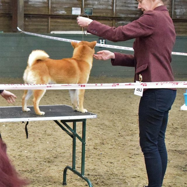 Выпускники питомника. SHIOMARU Питомник сиба и акита-ину