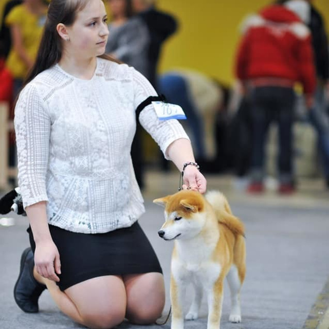 2019. SHIOMARU Shiba and Akita Inu Kennel