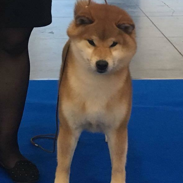 HANDZIMEMESITE HIRO. SHIOMARU Shiba and Akita Inu Kennel