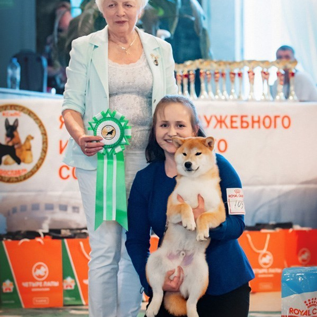 2019. SHIOMARU Shiba and Akita Inu Kennel