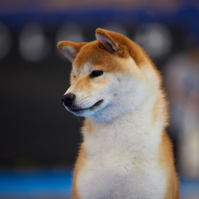 2019. SHIOMARU Shiba and Akita Inu Kennel