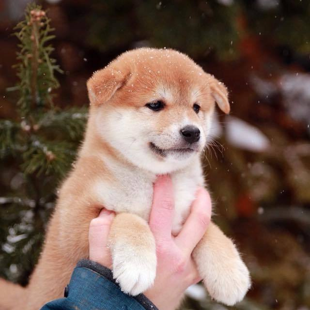 ПОМЕТ J. SHIOMARU Питомник сиба и акита-ину