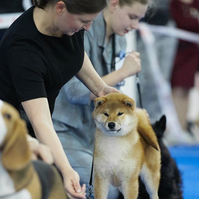 Выпускники питомника. SHIOMARU Питомник сиба и акита-ину