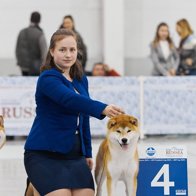 2019. SHIOMARU Shiba and Akita Inu Kennel