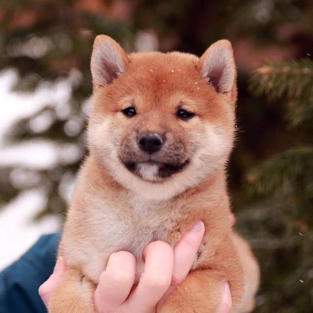 ПОМЕТ J. SHIOMARU Питомник сиба и акита-ину