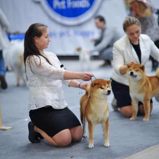 2019. SHIOMARU Shiba and Akita Inu Kennel