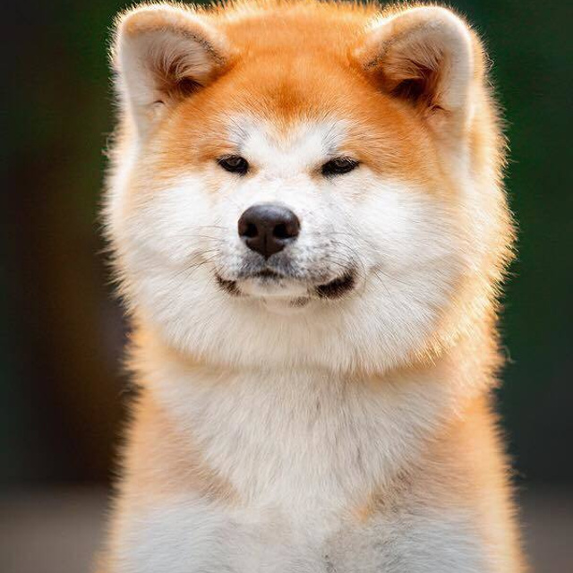 SHIOMARU KOUKI GO. SHIOMARU Shiba and Akita Inu Kennel
