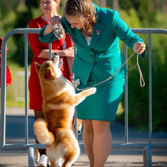 2019. SHIOMARU Shiba and Akita Inu Kennel