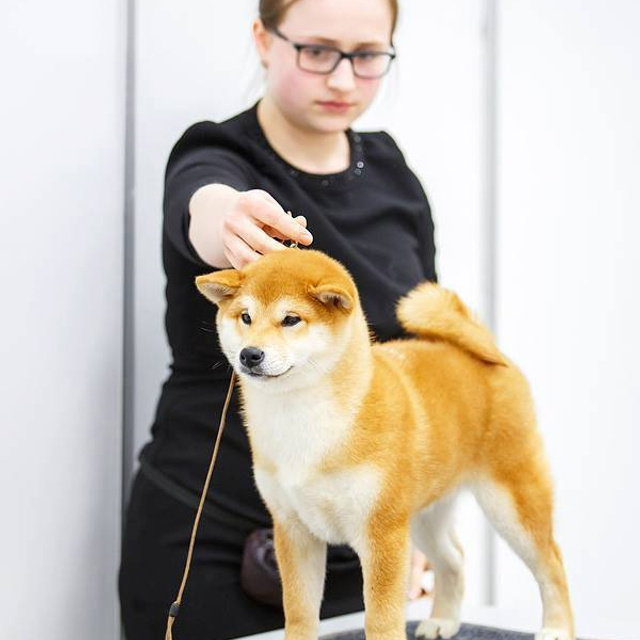 Выпускники питомника. SHIOMARU Питомник сиба и акита-ину