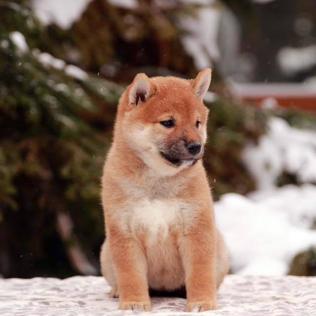 ПОМЕТ J. SHIOMARU Питомник сиба и акита-ину