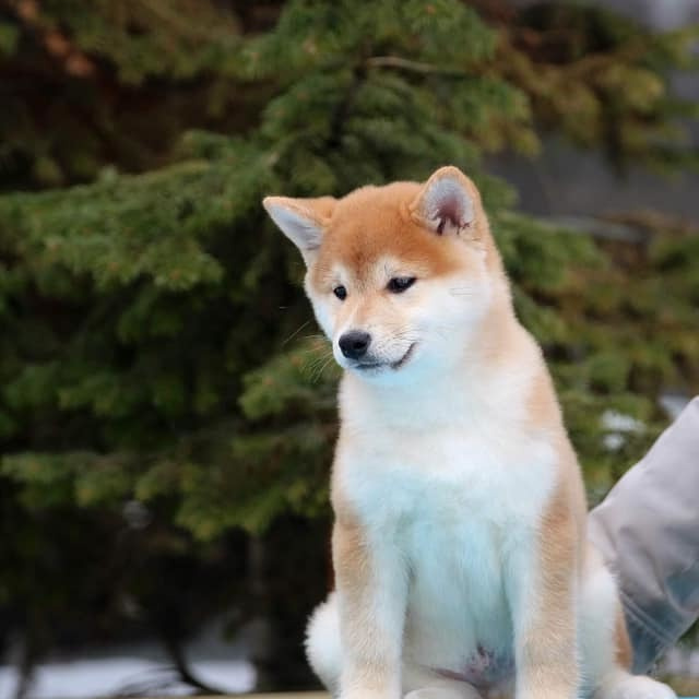 ПОМЕТ J. SHIOMARU Питомник сиба и акита-ину