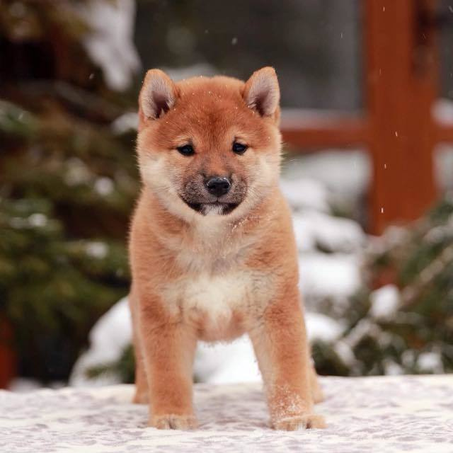 ПОМЕТ J. SHIOMARU Питомник сиба и акита-ину