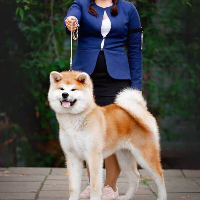 SHIOMARU KOUKI GO. SHIOMARU Shiba and Akita Inu Kennel