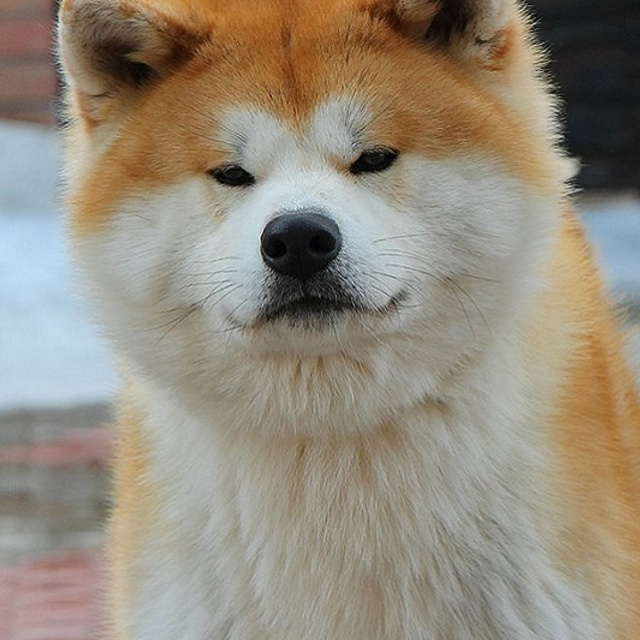 AIKEN SAGARIME SHIKI. SHIOMARU Питомник сиба и акита-ину