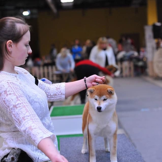 2019. SHIOMARU Shiba and Akita Inu Kennel