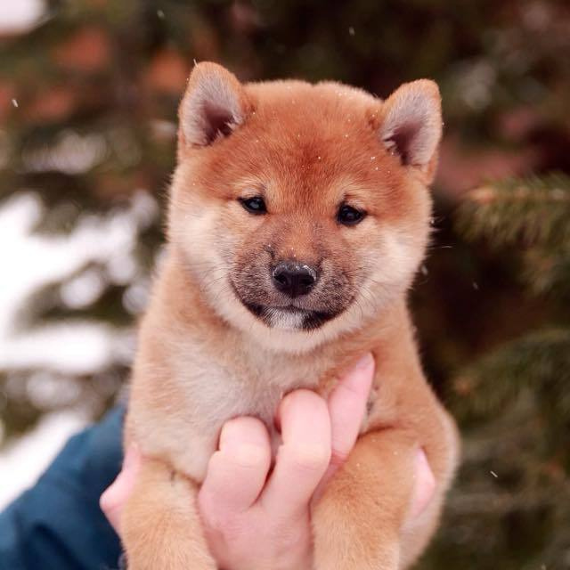 ПОМЕТ J. SHIOMARU Питомник сиба и акита-ину