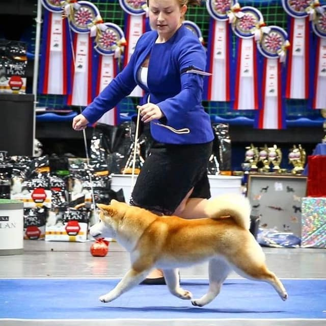 2019. SHIOMARU Shiba and Akita Inu Kennel