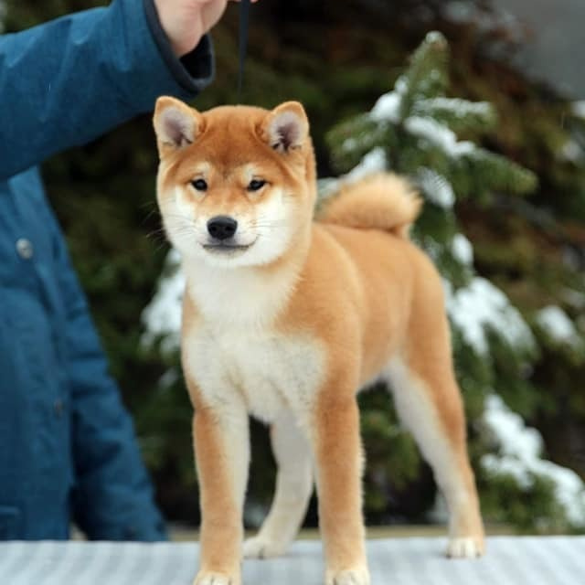 Litter L. SHIOMARU Shiba and Akita Inu Kennel