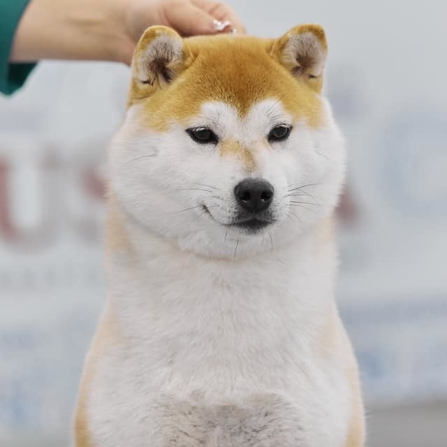 2019. SHIOMARU Shiba and Akita Inu Kennel
