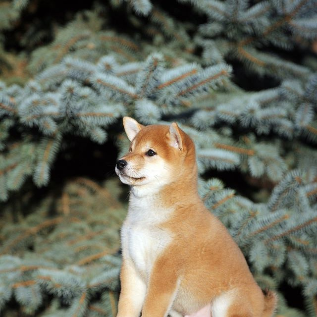 Litter L. SHIOMARU Shiba and Akita Inu Kennel