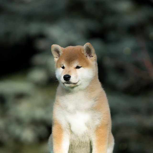 LITTER A. SHIOMARU Shiba and Akita Inu Kennel
