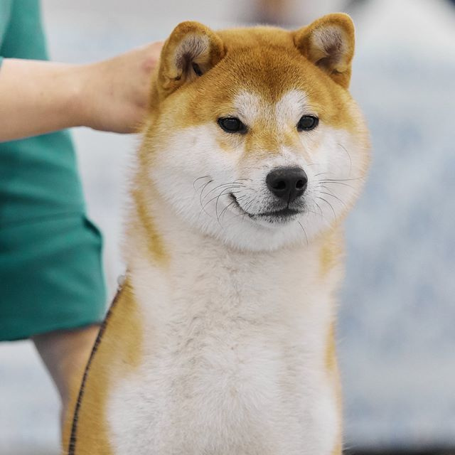 2019. SHIOMARU Shiba and Akita Inu Kennel