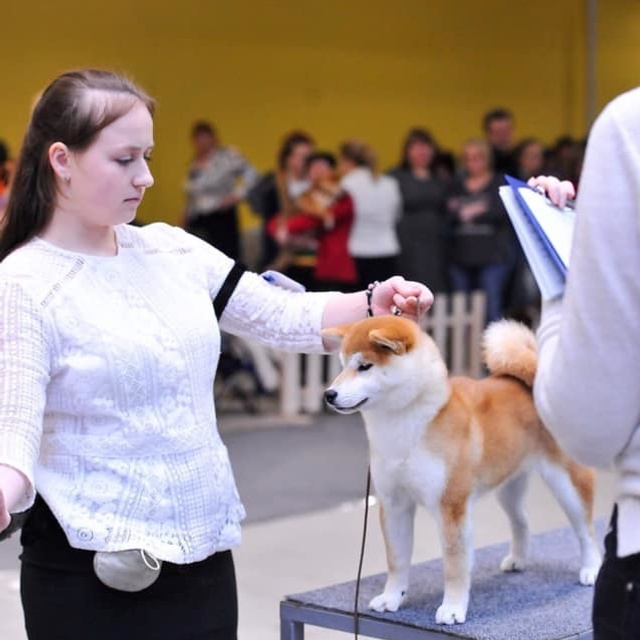 2019. SHIOMARU Shiba and Akita Inu Kennel