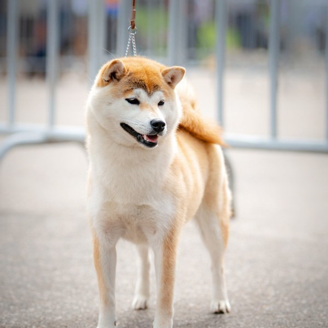2019. SHIOMARU Shiba and Akita Inu Kennel