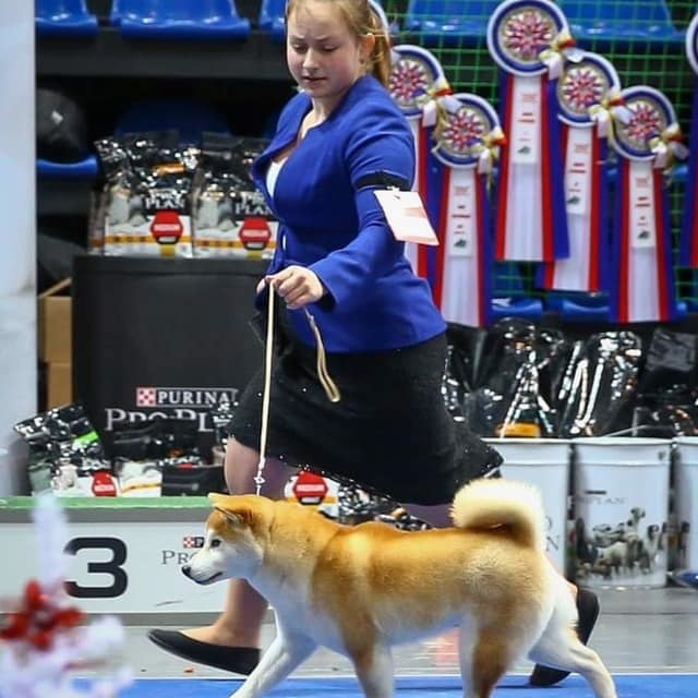 2019. SHIOMARU Shiba and Akita Inu Kennel