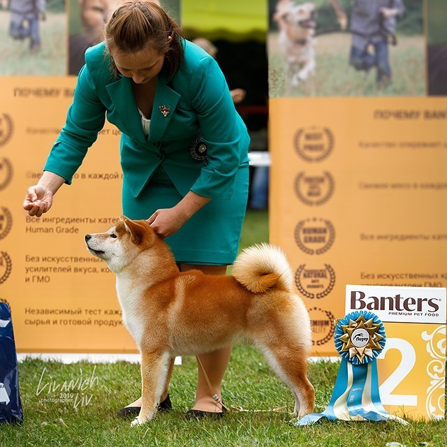 2019. SHIOMARU Shiba and Akita Inu Kennel